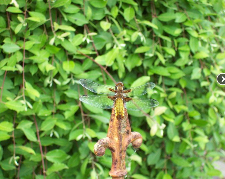 Libelle auf grünen Blättern